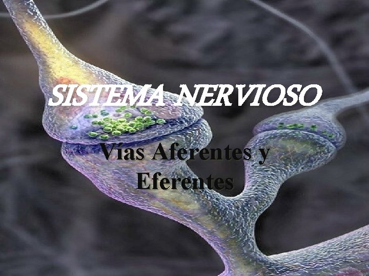 SISTEMA NERVIOSO Vías Aferentes y Eferentes SISTEMA NERVIOSO Vías Aferentes y Eferentes