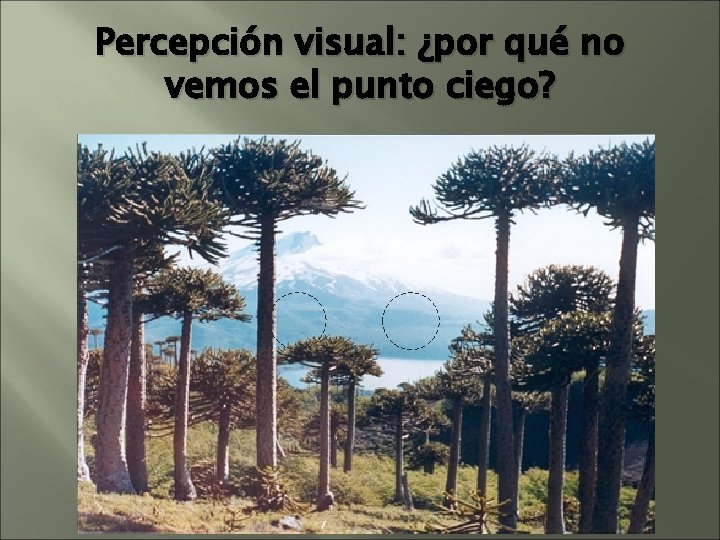 Percepción visual: ¿por qué no vemos el punto ciego? Percepción visual: ¿por qué no vemos el punto ciego?