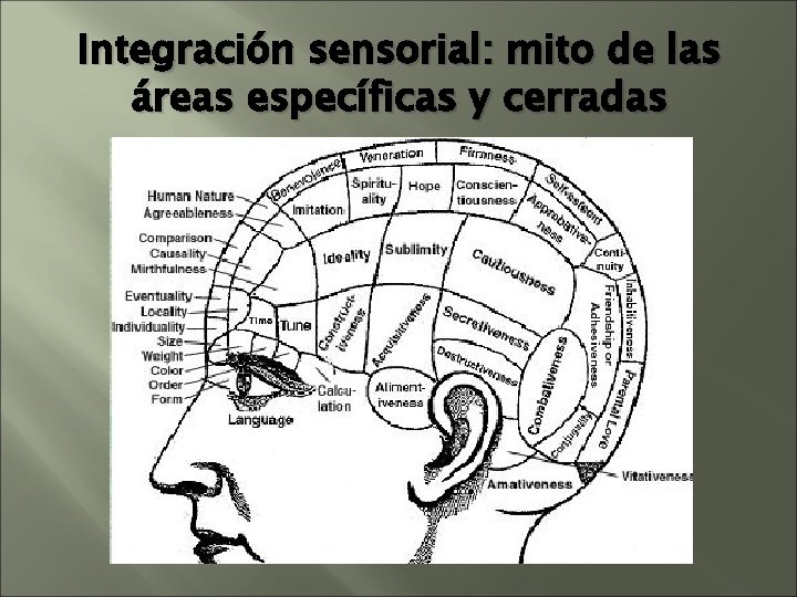 Integración sensorial: mito de las áreas específicas y cerradas Integración sensorial: mito de las áreas específicas y cerradas