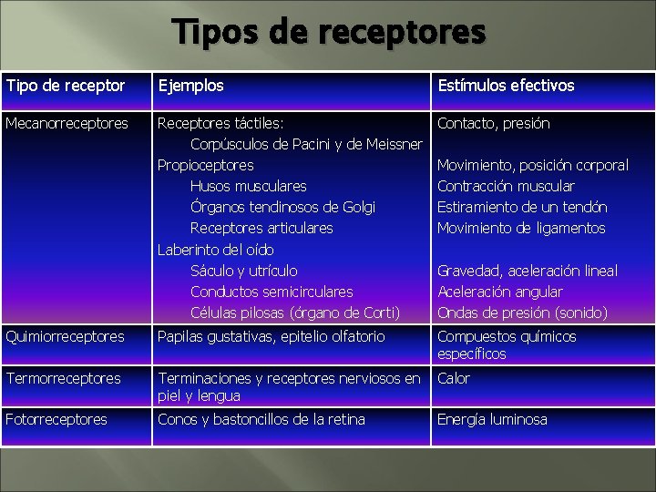 Tipos de receptores Tipo de receptor Ejemplos Estímulos efectivos Mecanorreceptores Receptores táctiles: Corpúsculos de Tipos de receptores Tipo de receptor Ejemplos Estímulos efectivos Mecanorreceptores Receptores táctiles: Corpúsculos de