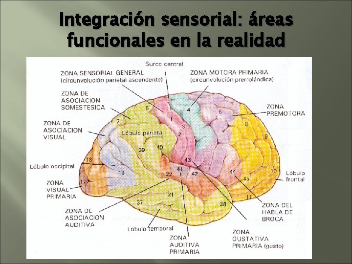 Integración sensorial: áreas funcionales en la realidad Integración sensorial: áreas funcionales en la realidad