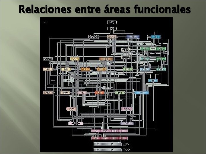 Relaciones entre áreas funcionales Relaciones entre áreas funcionales