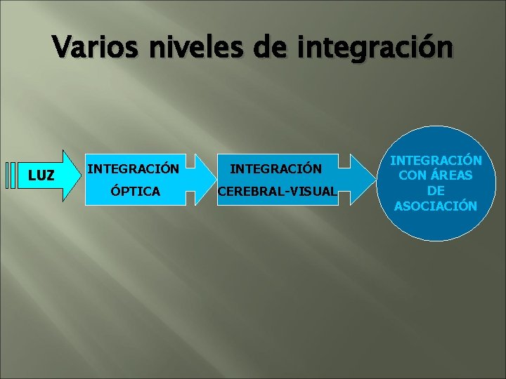 Varios niveles de integración LUZ INTEGRACIÓN ÓPTICA CEREBRAL-VISUAL INTEGRACIÓN CON ÁREAS DE ASOCIACIÓN Varios niveles de integración LUZ INTEGRACIÓN ÓPTICA CEREBRAL-VISUAL INTEGRACIÓN CON ÁREAS DE ASOCIACIÓN