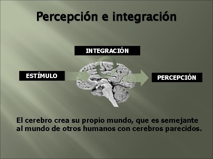 Percepción e integración INTEGRACIÓN ESTÍMULO PERCEPCIÓN El cerebro crea su propio mundo, que es Percepción e integración INTEGRACIÓN ESTÍMULO PERCEPCIÓN El cerebro crea su propio mundo, que es