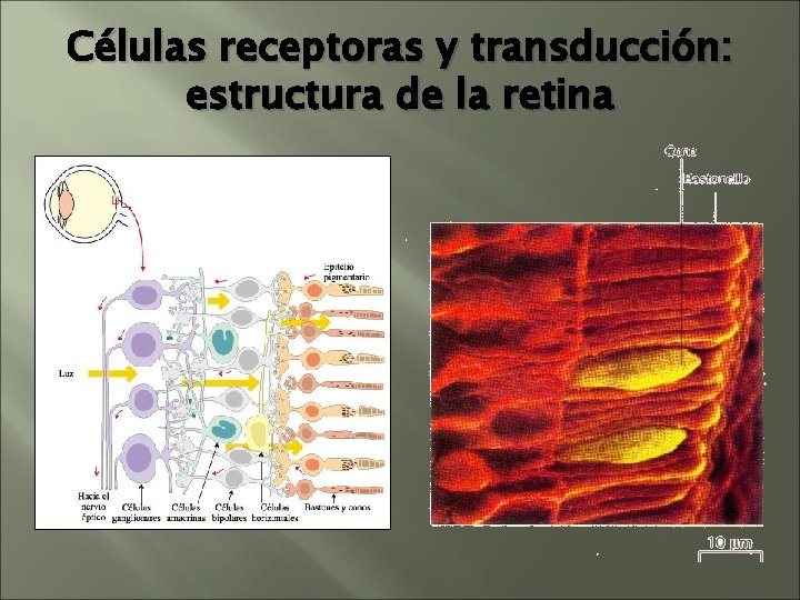 Células receptoras y transducción: estructura de la retina Células receptoras y transducción: estructura de la retina