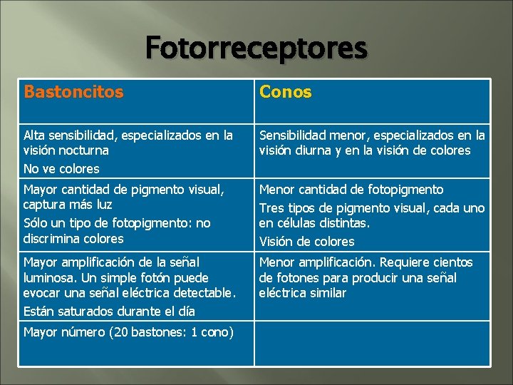 Fotorreceptores Bastoncitos Conos Alta sensibilidad, especializados en la visión nocturna No ve colores Sensibilidad Fotorreceptores Bastoncitos Conos Alta sensibilidad, especializados en la visión nocturna No ve colores Sensibilidad