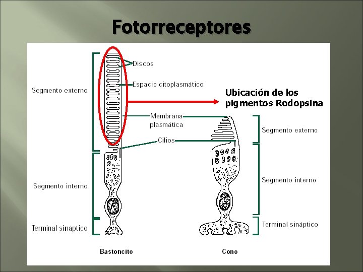 Fotorreceptores Ubicación de los pigmentos Rodopsina Fotorreceptores Ubicación de los pigmentos Rodopsina