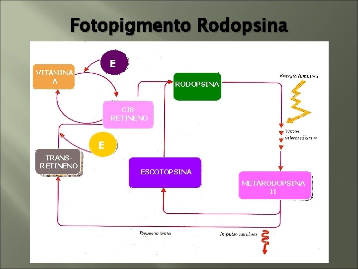 Fotopigmento Rodopsina E VITAMINA A RODOPSINA CISRETINENO E TRANSRETINENO ESCOTOPSINA METARODOPSINA II Fotopigmento Rodopsina E VITAMINA A RODOPSINA CISRETINENO E TRANSRETINENO ESCOTOPSINA METARODOPSINA II