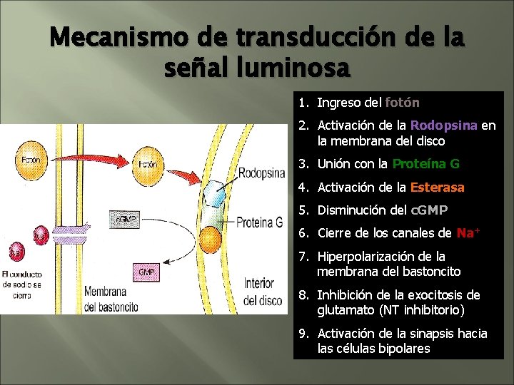 Mecanismo de transducción de la señal luminosa 1. Ingreso del fotón 2. Activación de Mecanismo de transducción de la señal luminosa 1. Ingreso del fotón 2. Activación de