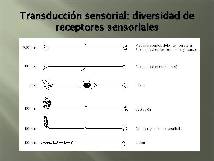 Transducción sensorial: diversidad de receptores sensoriales Transducción sensorial: diversidad de receptores sensoriales