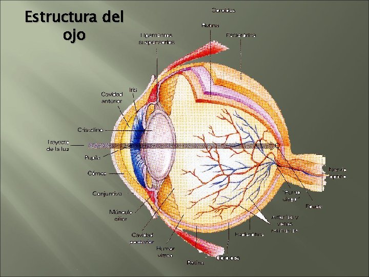Estructura del ojo Estructura del ojo