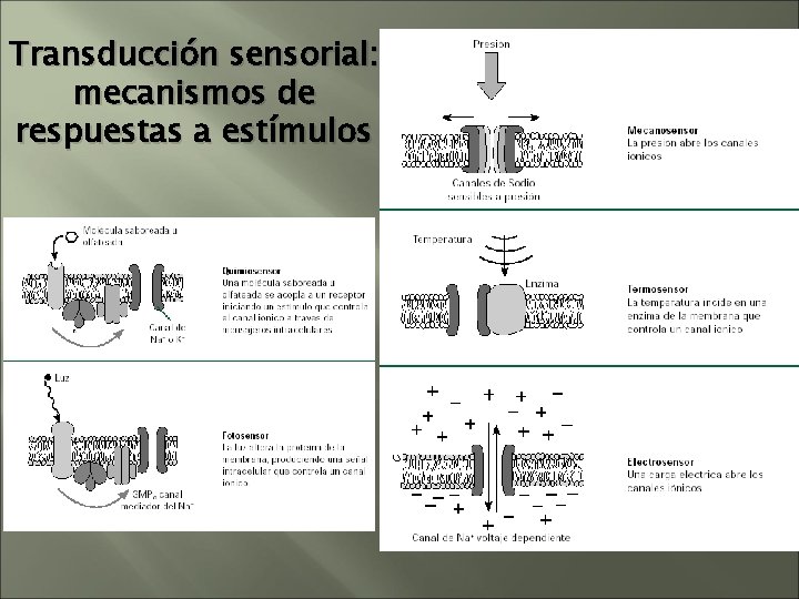 Transducción sensorial: mecanismos de respuestas a estímulos Transducción sensorial: mecanismos de respuestas a estímulos