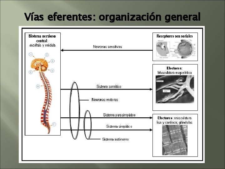 SISTEMA NERVIOSO Vas Aferentes y Eferentes Tipos de