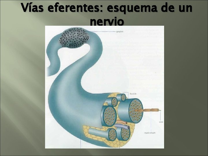 SISTEMA NERVIOSO Vas Aferentes y Eferentes Tipos de