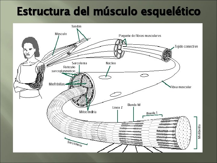 Estructura del músculo esquelético Estructura del músculo esquelético