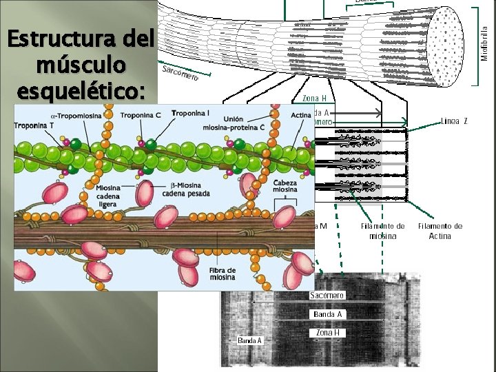 Estructura del músculo esquelético: sarcómero Estructura del músculo esquelético: sarcómero