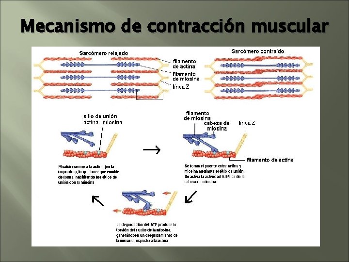 Mecanismo de contracción muscular Mecanismo de contracción muscular