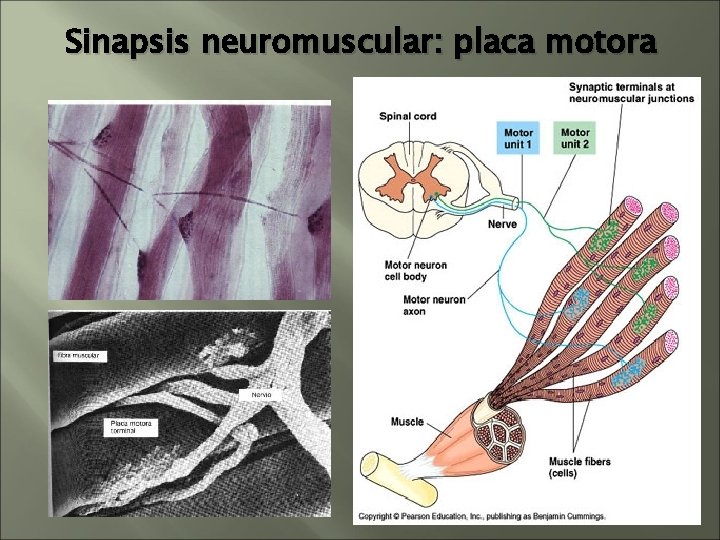 Sinapsis neuromuscular: placa motora Sinapsis neuromuscular: placa motora