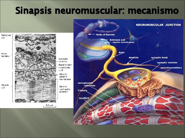 Sinapsis neuromuscular: mecanismo Sinapsis neuromuscular: mecanismo