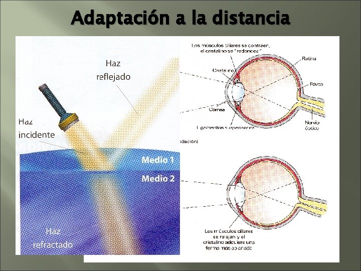 Adaptación a la distancia Adaptación a la distancia