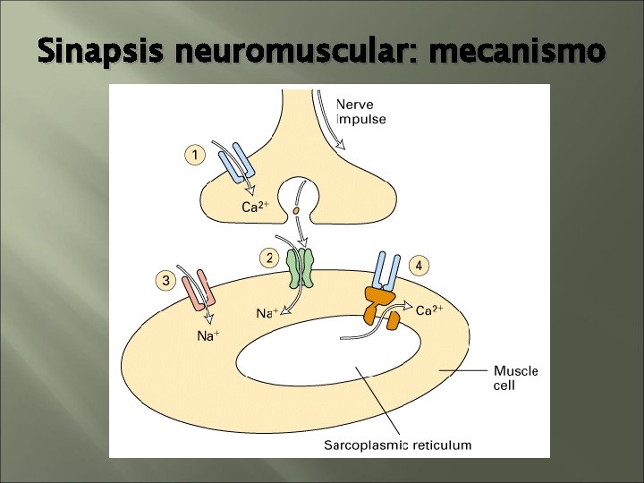 Sinapsis neuromuscular: mecanismo Sinapsis neuromuscular: mecanismo