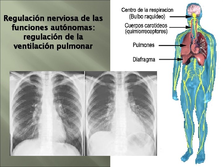Regulación nerviosa de las funciones autónomas: regulación de la ventilación pulmonar Regulación nerviosa de las funciones autónomas: regulación de la ventilación pulmonar