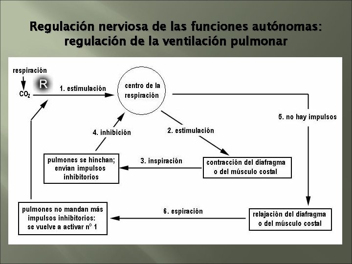 Regulación nerviosa de las funciones autónomas: regulación de la ventilación pulmonar Regulación nerviosa de las funciones autónomas: regulación de la ventilación pulmonar