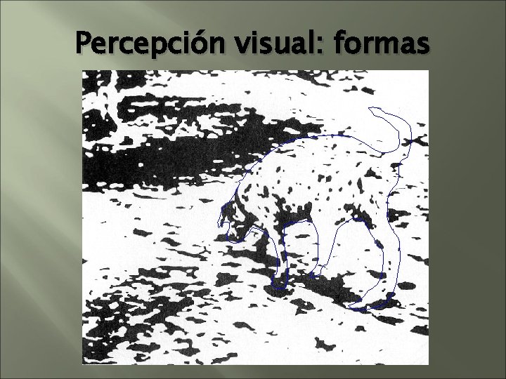 Percepción visual: formas Percepción visual: formas
