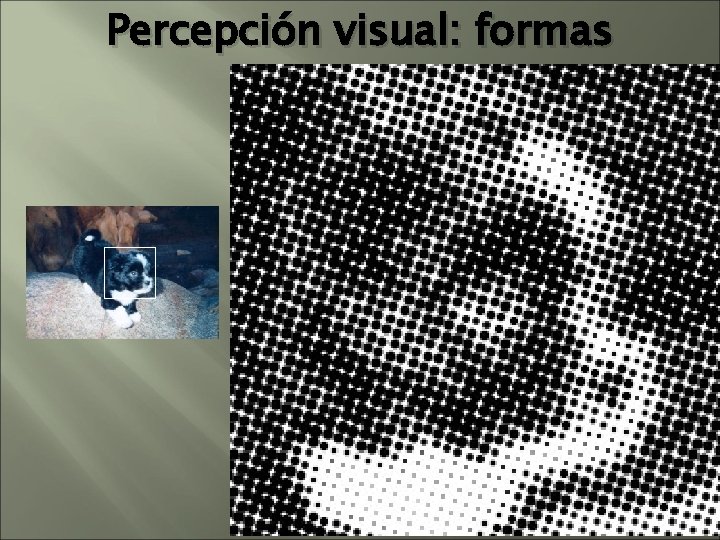 Percepción visual: formas Percepción visual: formas