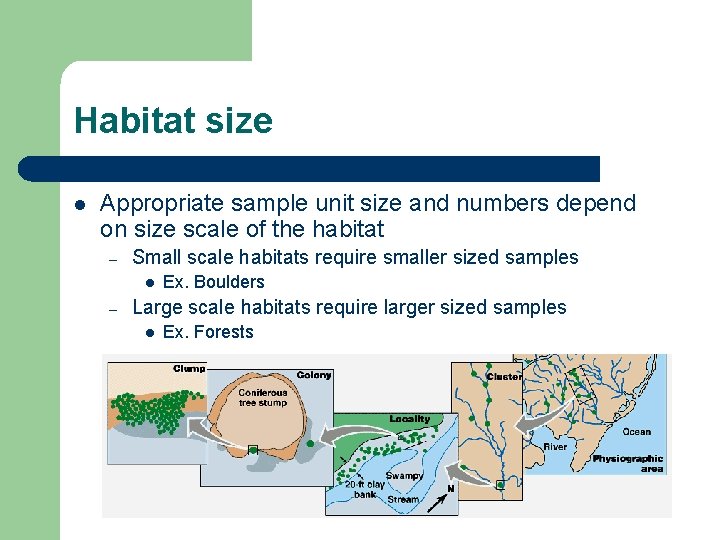 Habitat size l Appropriate sample unit size and numbers depend on size scale of