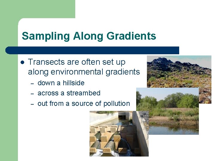Sampling Along Gradients l Transects are often set up along environmental gradients – –