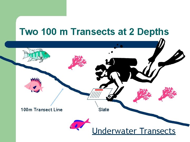 Two 100 m Transects at 2 Depths 100 m Transect Line Slate Underwater Transects