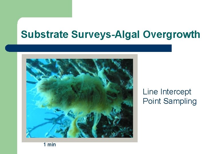 Substrate Surveys-Algal Overgrowth Line Intercept Point Sampling 1 min 