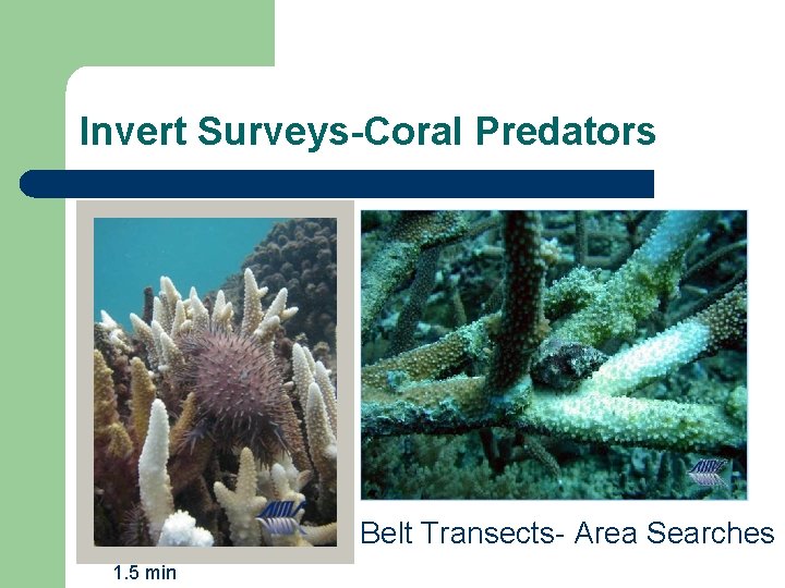 Invert Surveys-Coral Predators Belt Transects- Area Searches 1. 5 min 