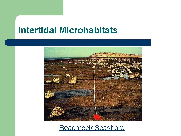 Intertidal Microhabitats Beachrock Seashore 