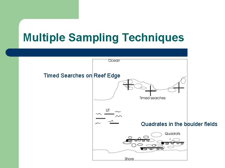 Multiple Sampling Techniques Timed Searches on Reef Edge Quadrates in the boulder fields 