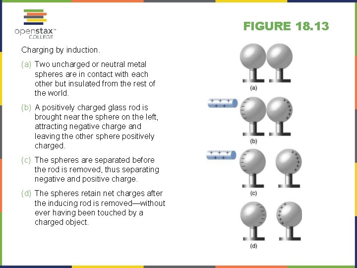 FIGURE 18. 13 Charging by induction. (a) Two uncharged or neutral metal spheres are