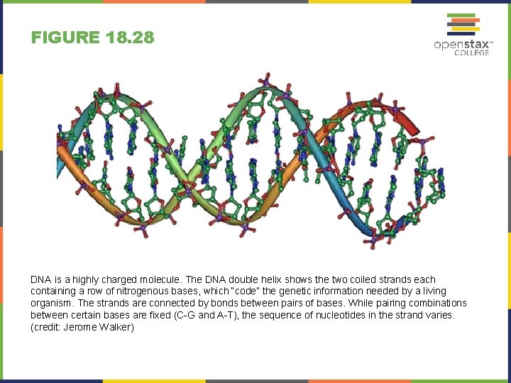 FIGURE 18. 28 DNA is a highly charged molecule. The DNA double helix shows