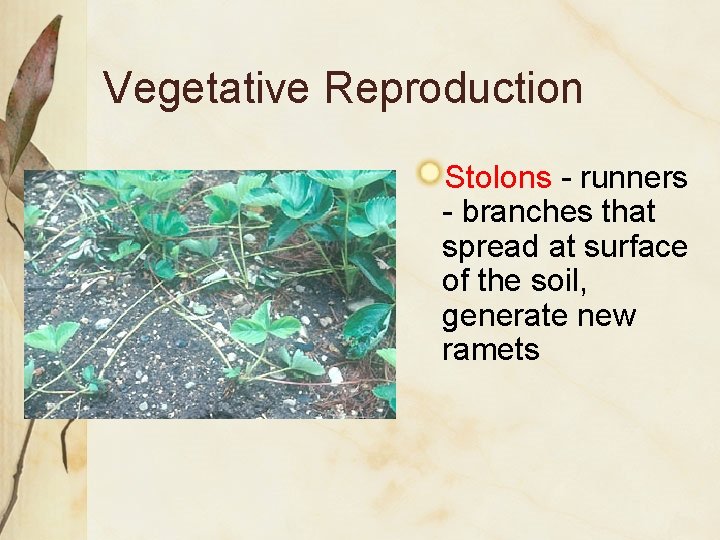 Vegetative Reproduction Stolons - runners - branches that spread at surface of the soil,