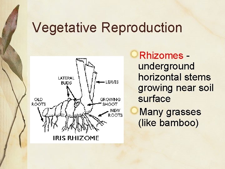 Vegetative Reproduction Rhizomes underground horizontal stems growing near soil surface Many grasses (like bamboo)