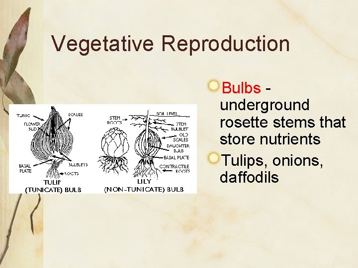 Vegetative Reproduction Bulbs underground rosette stems that store nutrients Tulips, onions, daffodils Vegetative Reproduction Bulbs underground rosette stems that store nutrients Tulips, onions, daffodils