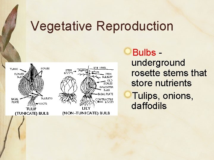 Vegetative Reproduction Bulbs underground rosette stems that store nutrients Tulips, onions, daffodils 