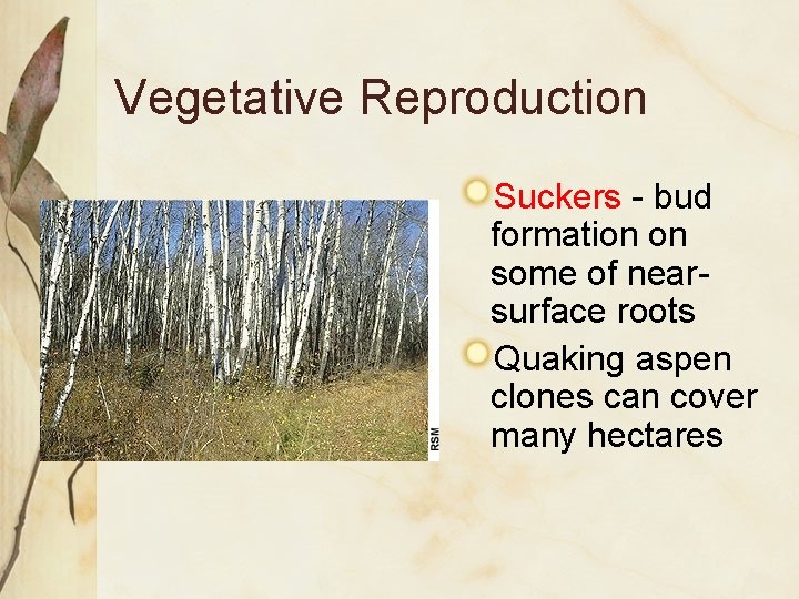 Vegetative Reproduction Suckers - bud formation on some of nearsurface roots Quaking aspen clones Vegetative Reproduction Suckers - bud formation on some of nearsurface roots Quaking aspen clones