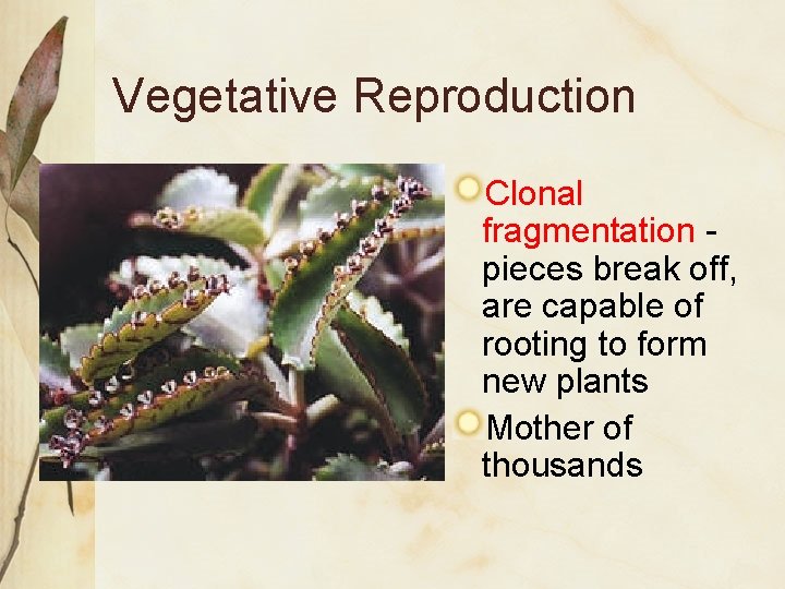 Vegetative Reproduction Clonal fragmentation pieces break off, are capable of rooting to form new Vegetative Reproduction Clonal fragmentation pieces break off, are capable of rooting to form new