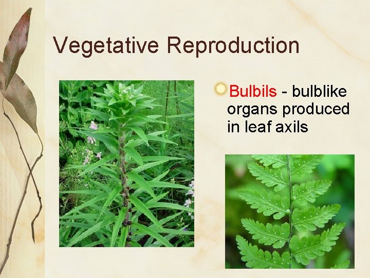 Vegetative Reproduction Bulbils - bulblike organs produced in leaf axils Vegetative Reproduction Bulbils - bulblike organs produced in leaf axils
