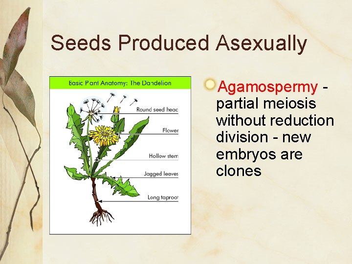 Seeds Produced Asexually Agamospermy partial meiosis without reduction division - new embryos are clones