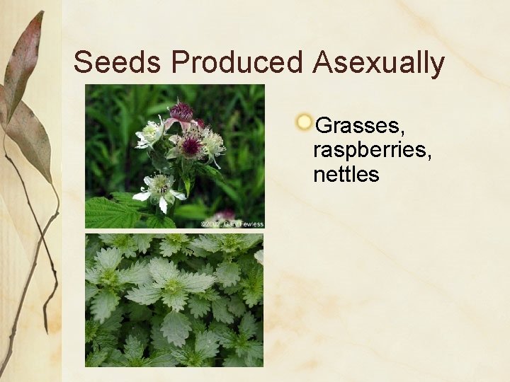 Seeds Produced Asexually Grasses, raspberries, nettles Seeds Produced Asexually Grasses, raspberries, nettles