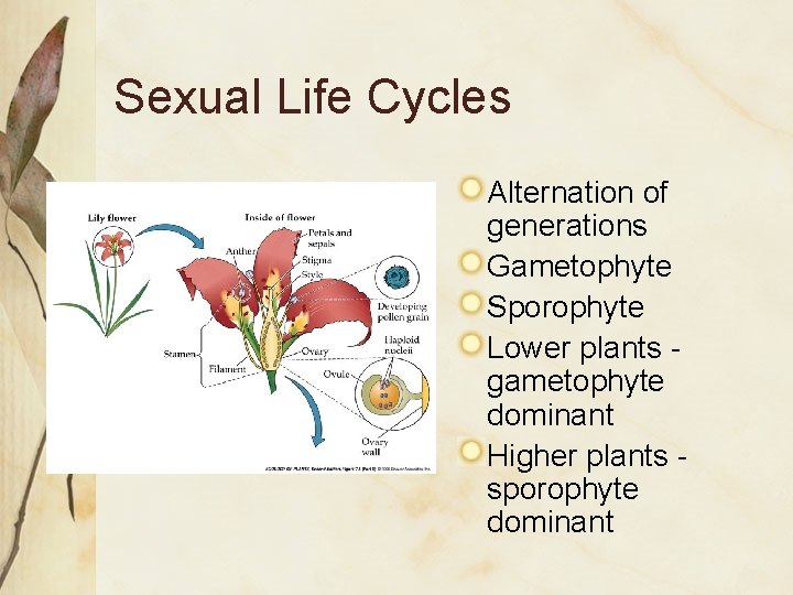 Sexual Life Cycles Alternation of generations Gametophyte Sporophyte Lower plants gametophyte dominant Higher plants