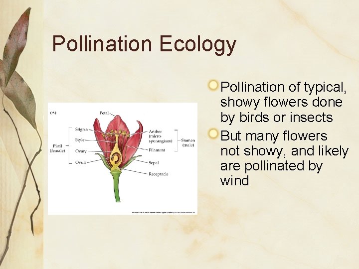 Pollination Ecology Pollination of typical, showy flowers done by birds or insects But many Pollination Ecology Pollination of typical, showy flowers done by birds or insects But many