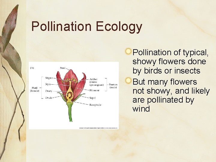 Pollination Ecology Pollination of typical, showy flowers done by birds or insects But many
